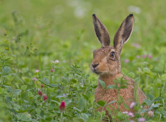 Brown hare in a field of clover