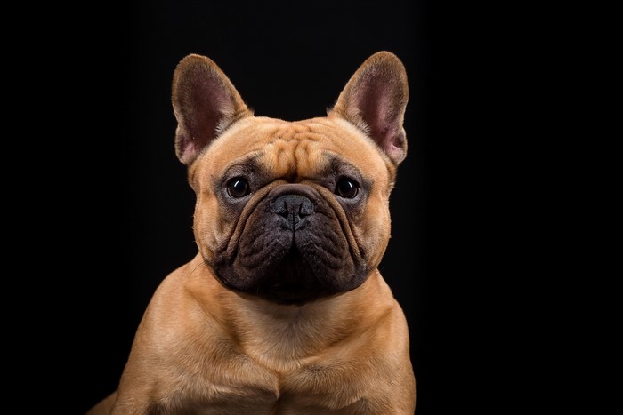 French Bulldog with alert ears on black background