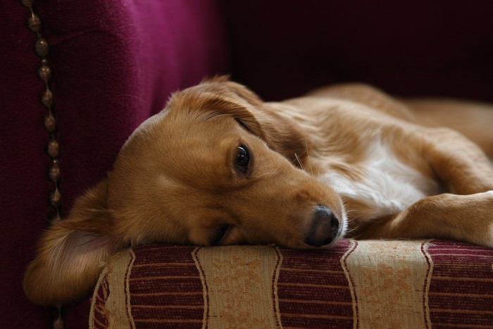 Golden Retriever puppy resting on a couch