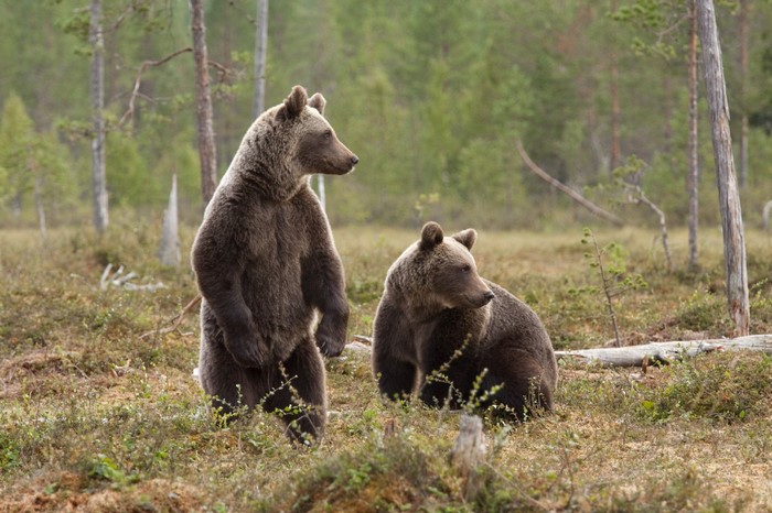 Two brown bears in a forest clearing