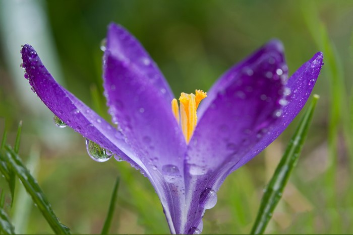 Purple crocus flower with water drops