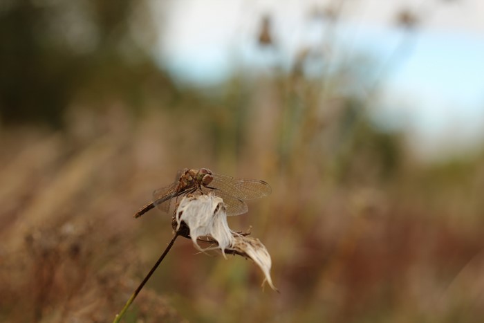 Dragonfly on a dry plant in autumn