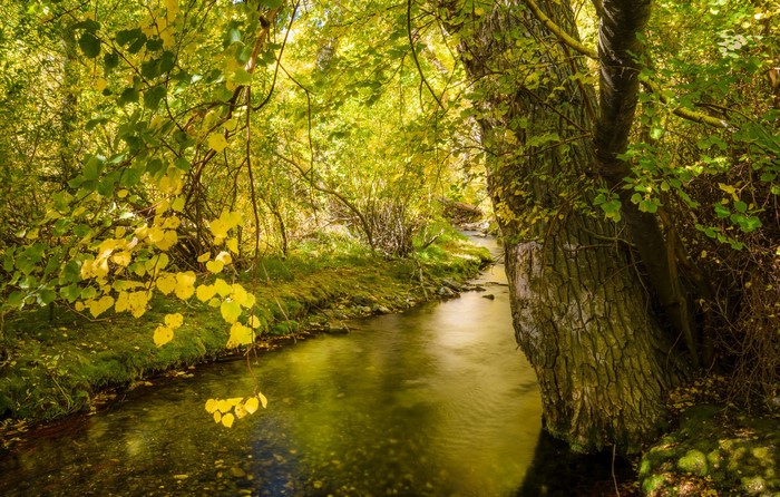 Stream flowing through a forest in autumn
