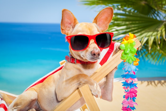 Chihuahua dog wearing sunglasses on a sun lounger