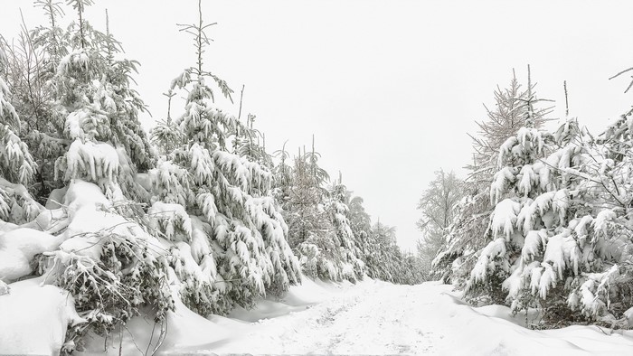 Snow-covered spruce trees line a winter path