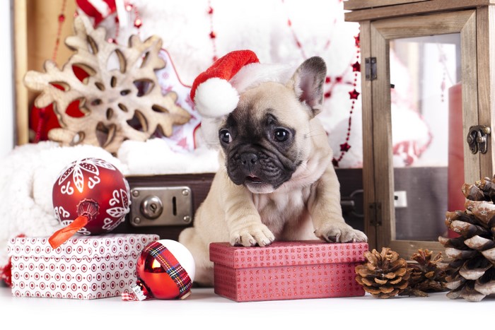 French Bulldog Puppy Wearing Santa Hat with Christmas Decorations