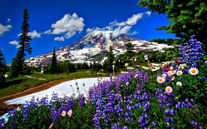 Mount Rainier with wildflowers and snow