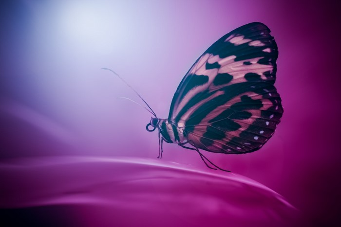 Close-up of a butterfly on a purple surface