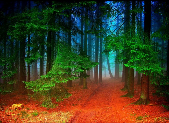 Misty Autumn Forest Path with Vibrant Colors