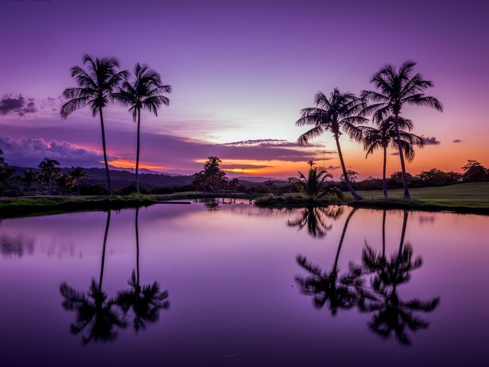 Palm trees reflected in water at sunset in Fajardo, Puerto Rico