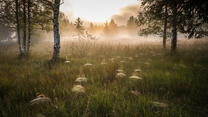 Misty meadow with birch trees and spiderwebs