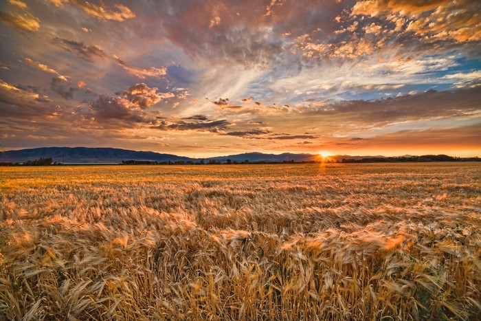 Golden wheat field at sunset with dramatic clouds