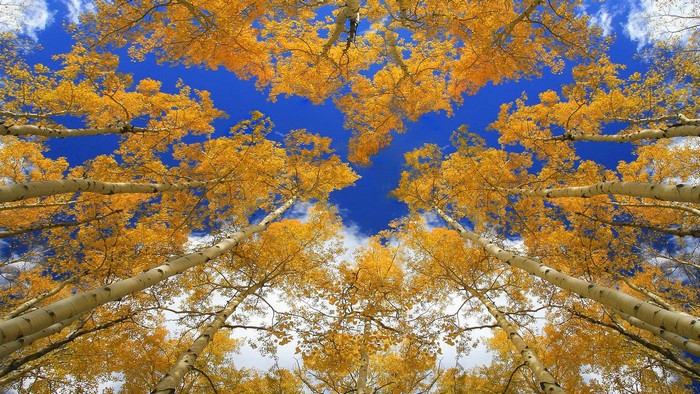 Looking up through autumn trees at the sky