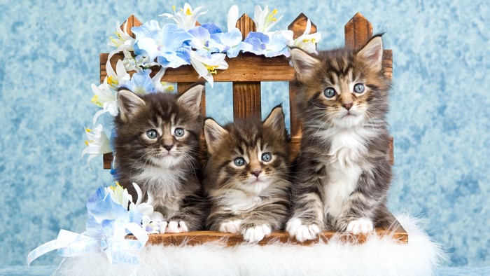 3 Adorable Kittens on Wooden Bench with Lilies