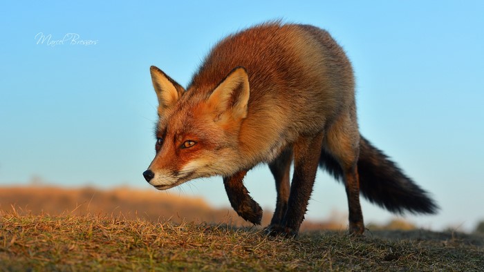 Red fox walking on grassy hill