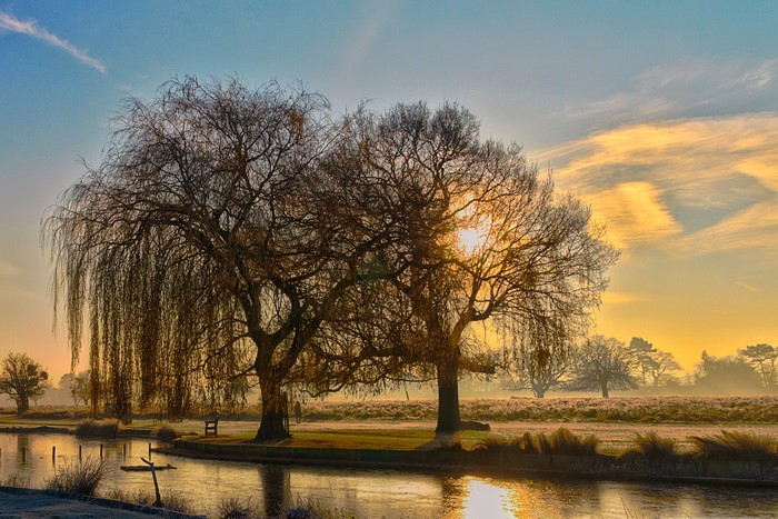 Willow trees by a pond at sunrise