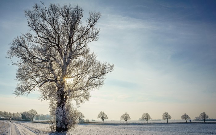 Winter landscape with frosted trees and a snowy road