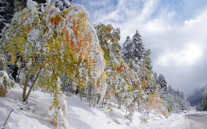 Snow-covered trees with yellow leaves on a mountain road