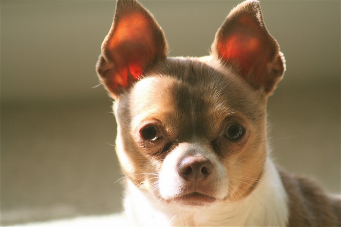 Chihuahua dog with large ears looking forward