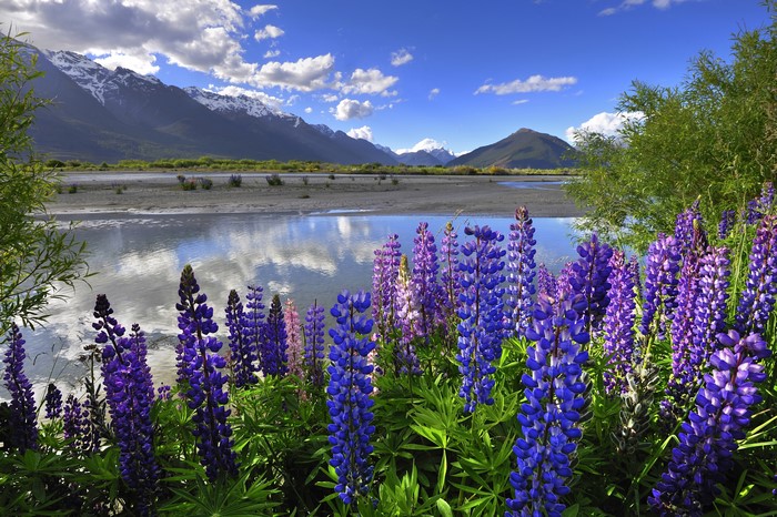 New Zealand Mountains and Lupins by a Lake