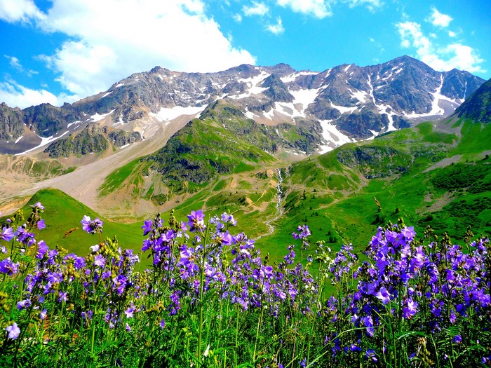 Purple flowers in front of snow-capped mountains