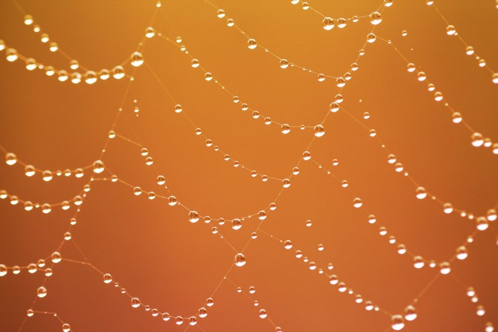 Spider web with water drops