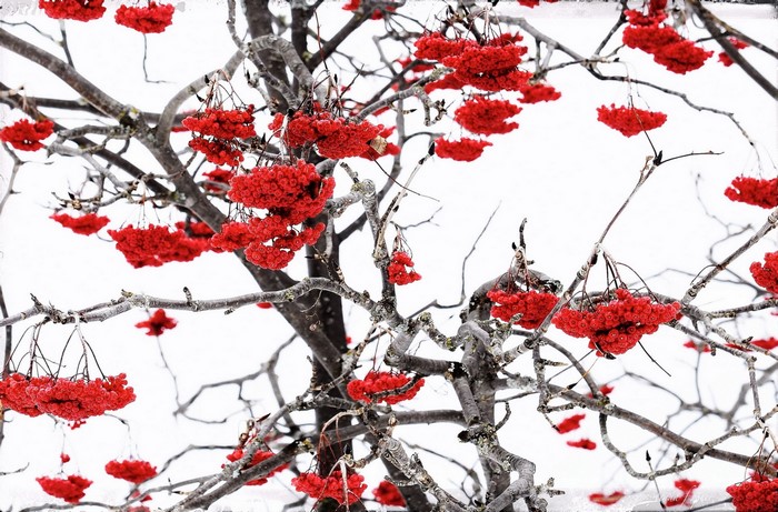 Red berries on branches in winter