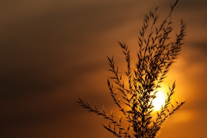 Silhouette of grass against sunset