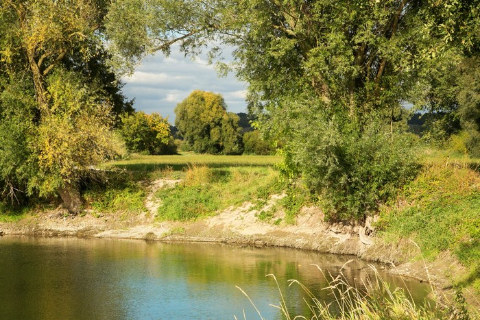 Riverbank with trees and grass in Bavaria, Germany