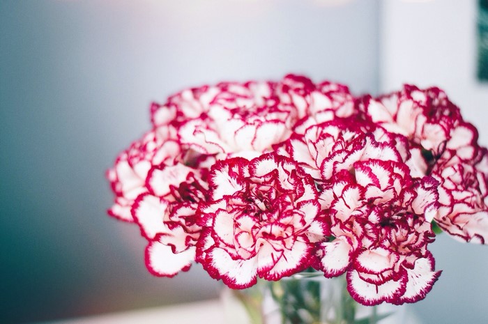 Close-up of red and white carnations in a vase