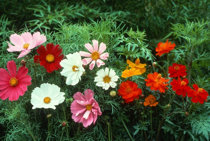 Cosmos flowers in various colors