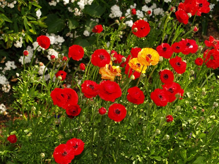 Red and yellow ranunculus flowers in a garden