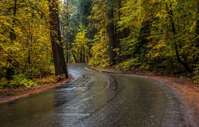 Winding Road Through Autumn Forest in Yosemite