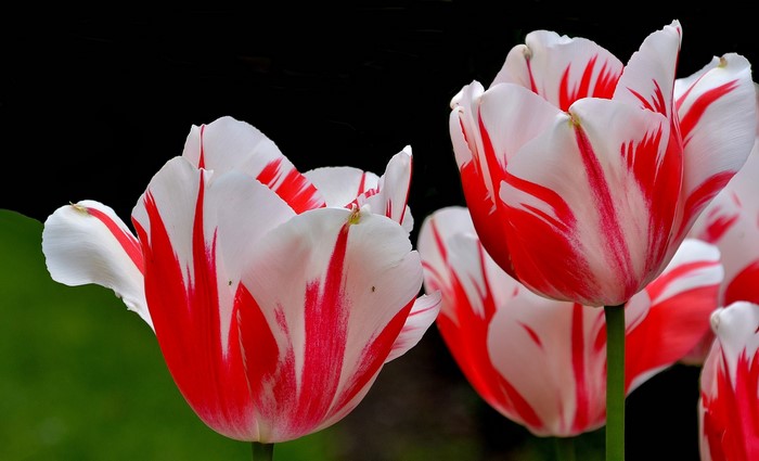 Red and white striped tulips