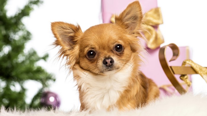 Chihuahua dog with Christmas gifts