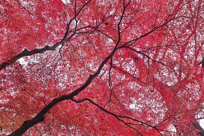 Red Maple Tree Branches in Autumn