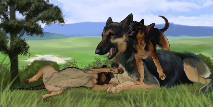 Three German Shepherd Dogs Playing in a Field