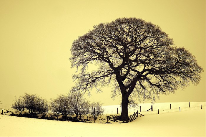 Winter landscape with bare trees in snow