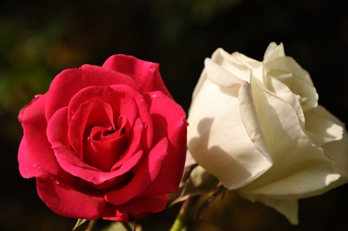 Two roses, one red and one white, close-up