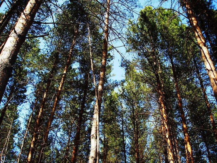Tall pine trees reaching towards the sky