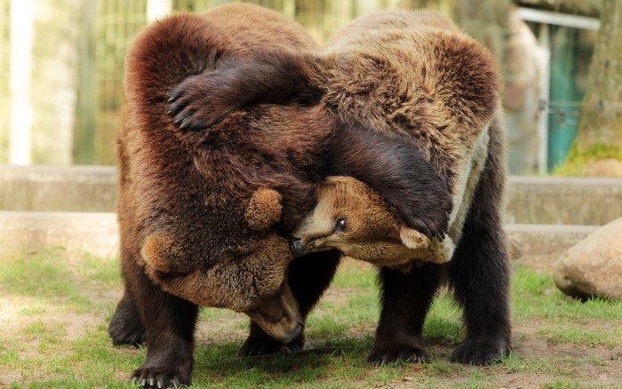 Two brown bears wrestling