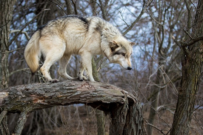 Wolf standing on a fallen tree trunk
