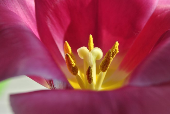 4K Closeup of Pink Tulip Stamens and Pistil