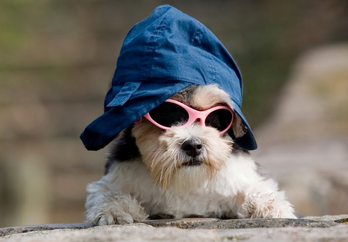 Dog wearing a blue cap and pink sunglasses