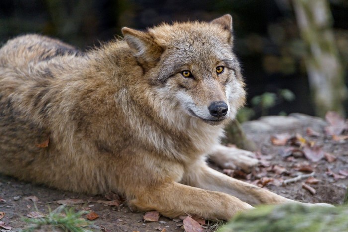 Wolf lying down in a forest