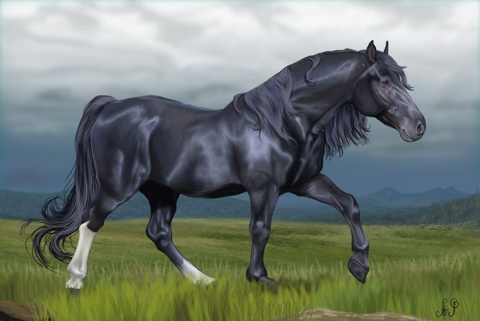 Black horse with white socks in a field