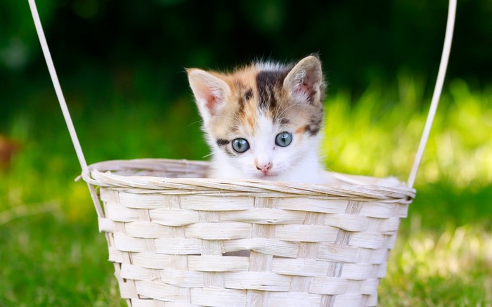 Kitten in a wicker basket