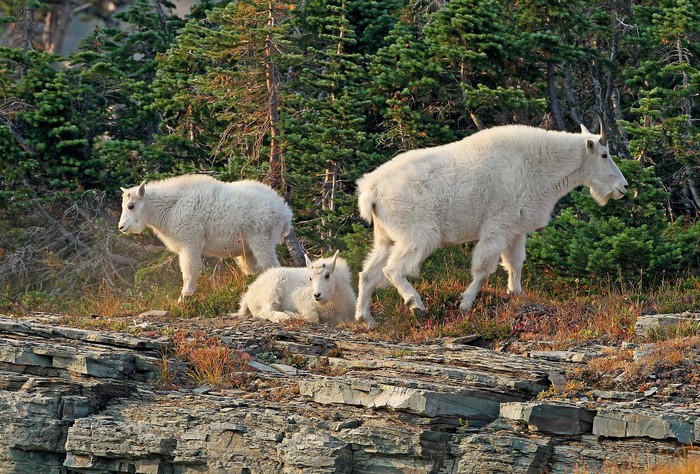 Three Mountain Goats in Glacier National Park, Montana