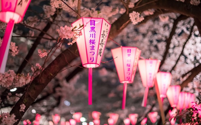 Japanese lanterns and cherry blossoms at night