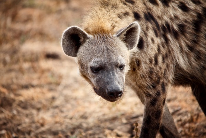 Hyena in a dry, grassy field